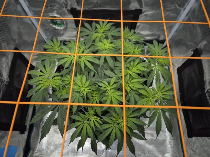 Cream Mandarine main lining. Week 9