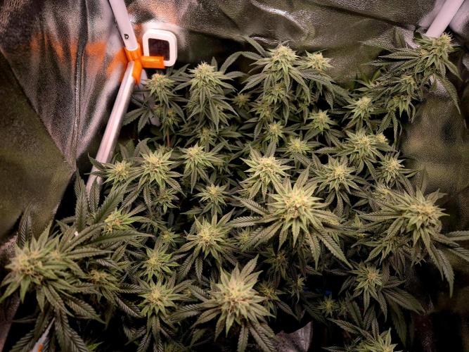 Special Kush (clone) main lining. Week 12