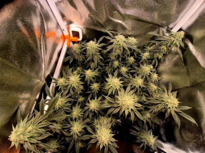 Special Kush (clone) main lining. Week 12