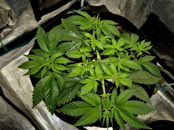 F026 - The Tropical Ice Cream One (USA). Week 5