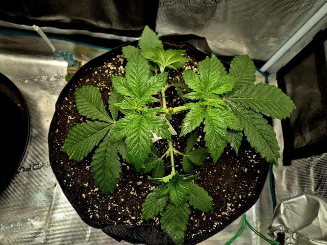 Rainbow Hitter. Week 5