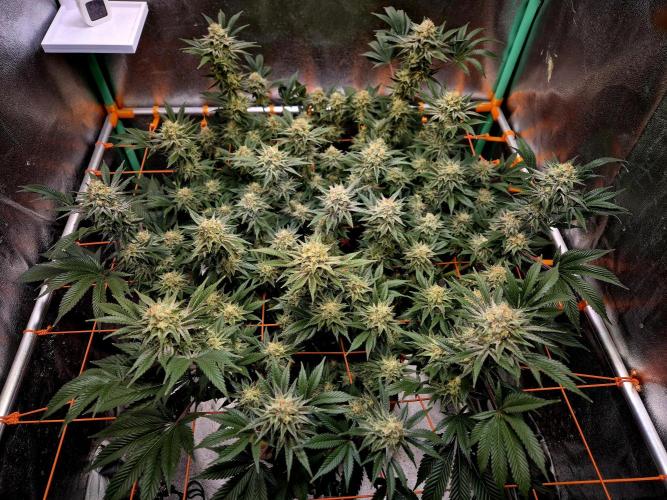 Orange bud main lining. Week 16