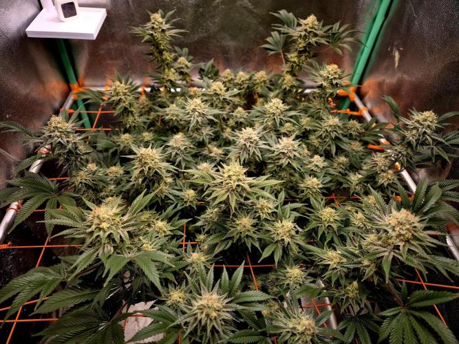Orange bud main lining. Week 16
