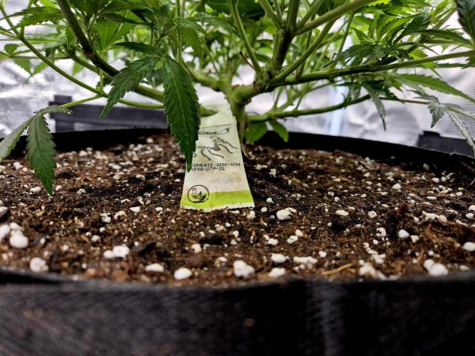 Cream Mandarine main lining. Week 9 - LST Bügel..