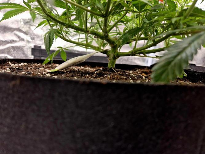 Cream Mandarine main lining. Week 9 - ..entfernt.