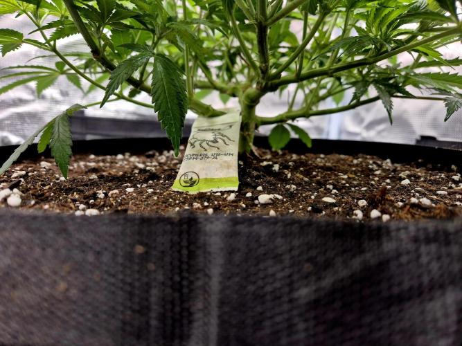 Cream Mandarine main lining. Week 9 - Substrat+Dünger..