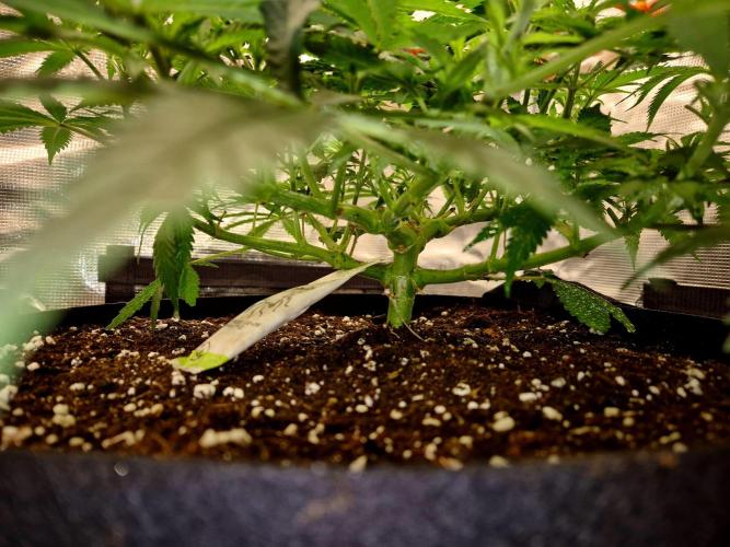 Cream Mandarine main lining. Week 9