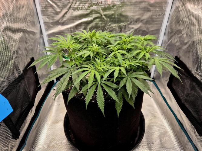 Cream Mandarine main lining. Week 9
