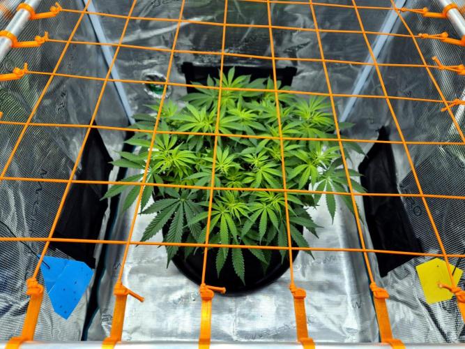Cream Mandarine main lining. Week 9