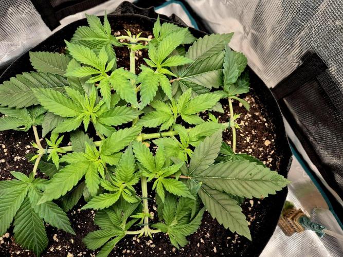 F026 - The Tropical Ice Cream One (USA). Week 5