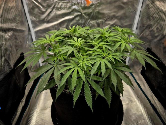 Cream Mandarine main lining. Week 9