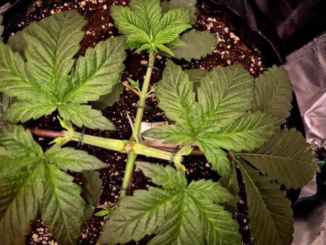 Rainbow Hitter. Week 5