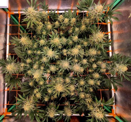 Orange bud main lining. Week 16