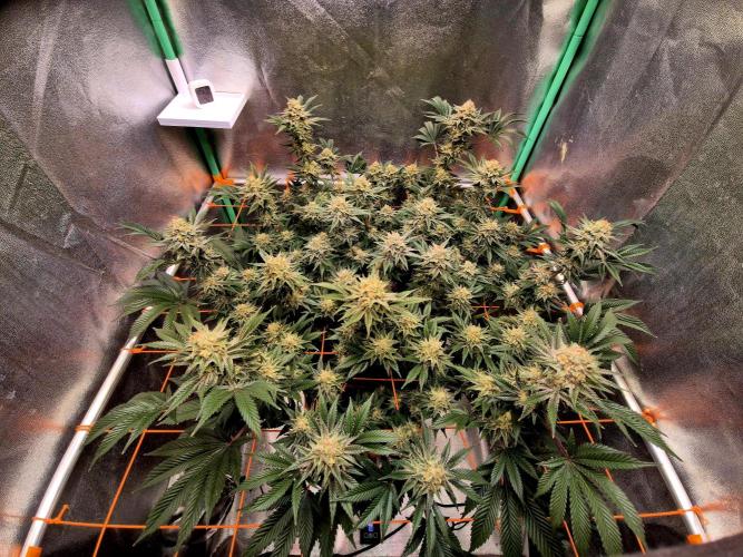 Orange bud main lining. Week 16