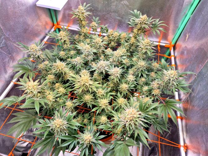 Orange bud main lining. Week 16