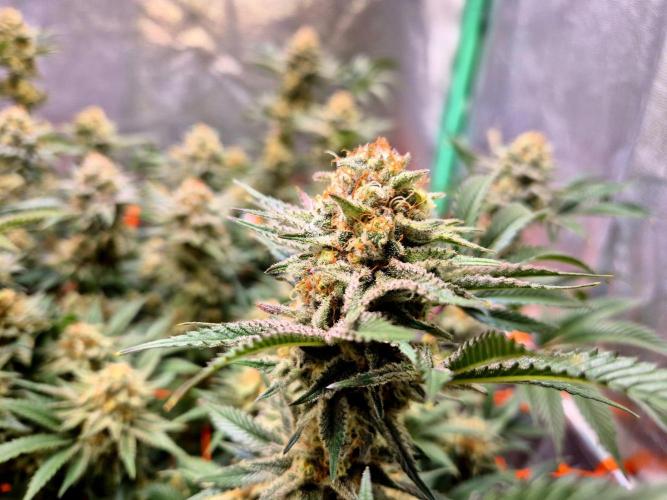 Orange bud main lining. Week 16