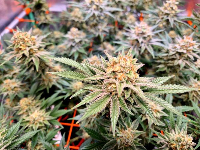 Orange bud main lining. Week 16