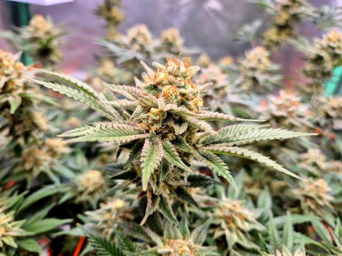 Orange bud main lining. Week 16