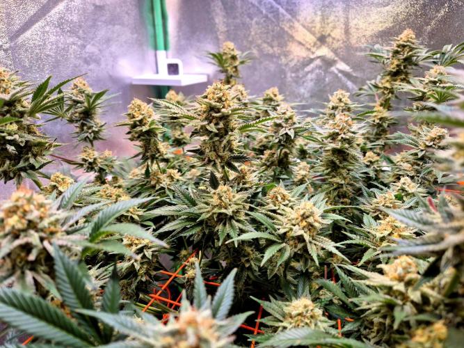 Orange bud main lining. Week 16