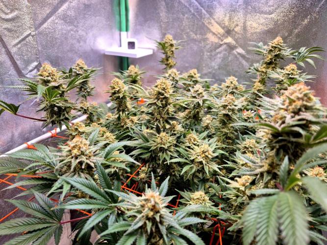 Orange bud main lining. Week 16