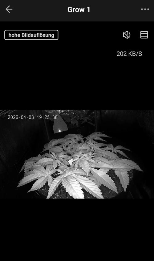 F026 - The Tropical Ice Cream One (USA). Week 5 - Lady by night