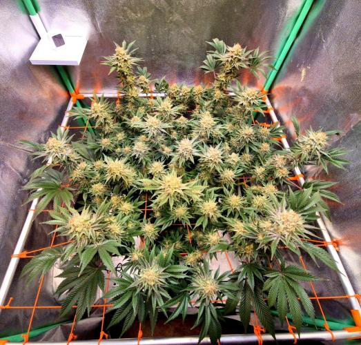 Orange bud main lining. Week 16