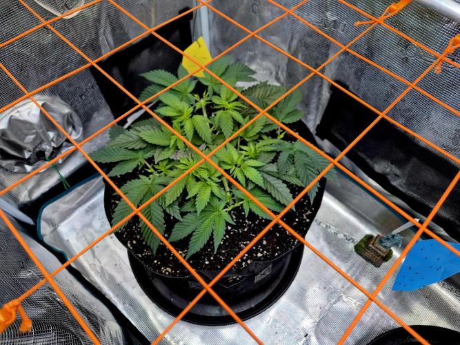 F026 - The Tropical Ice Cream One (USA). Week 5