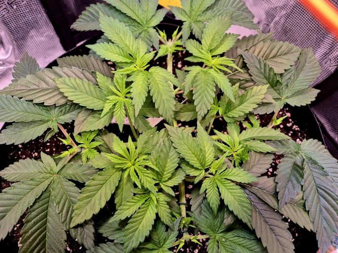 F026 - The Tropical Ice Cream One (USA). Week 5