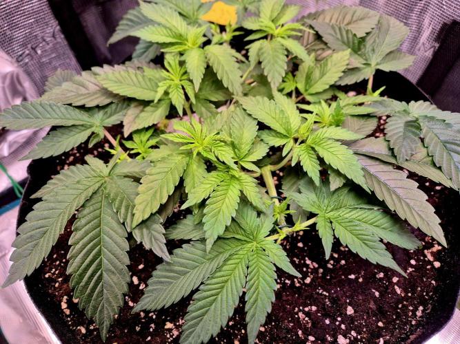 F026 - The Tropical Ice Cream One (USA). Week 5