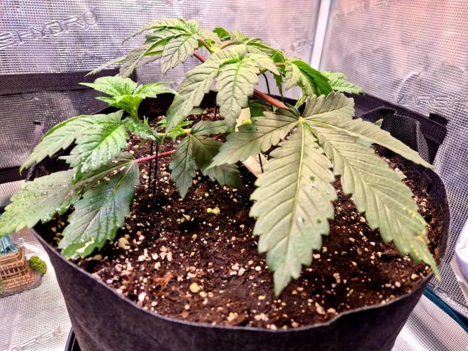 Rainbow Hitter. Week 5