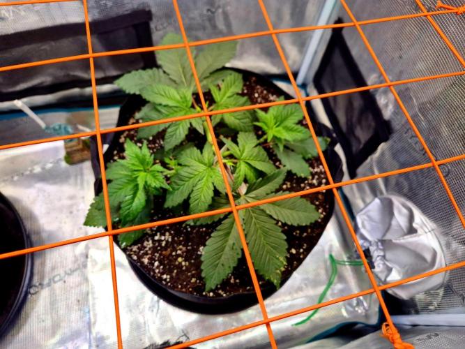 Rainbow Hitter. Week 5