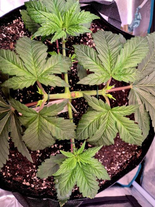 Rainbow Hitter. Week 5