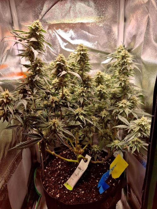 Special Kush (clone) main lining. Week 12