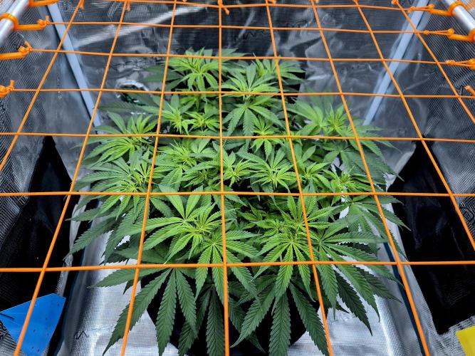 Cream Mandarine main lining. Week 9