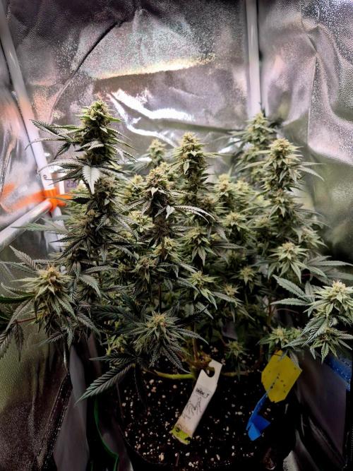 Special Kush (clone) main lining. Week 13