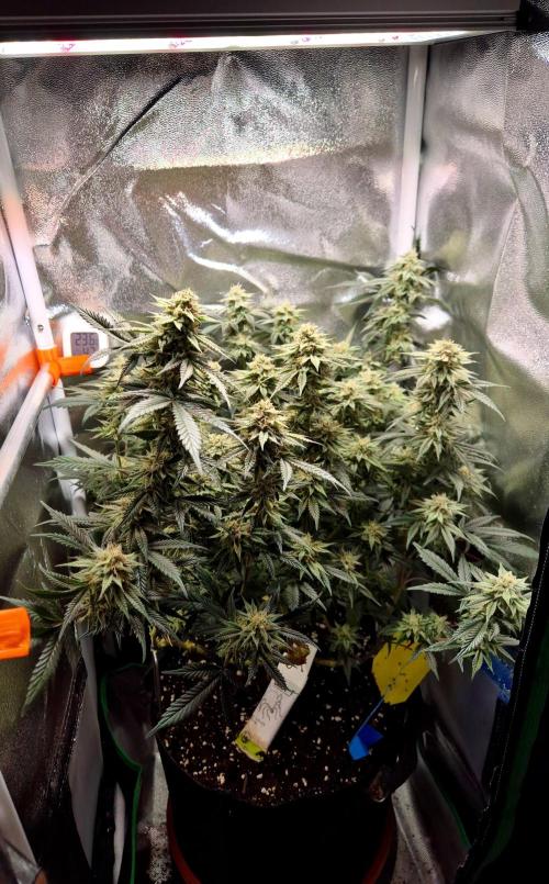Special Kush (clone) main lining. Week 13