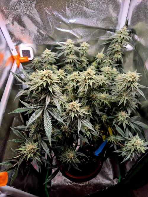 Special Kush (clone) main lining. Week 13