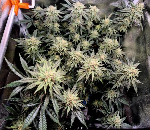 Special Kush (clone) main lining. Week 13