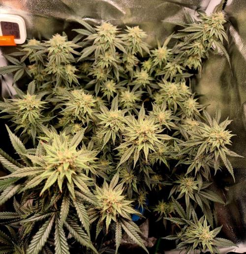 Special Kush (clone) main lining. Week 13