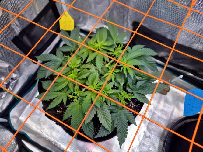 F026 - The Tropical Ice Cream One (USA). Week 6