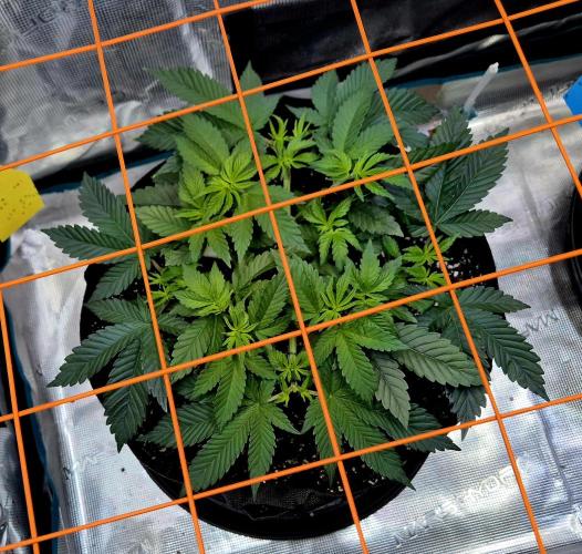 F026 - The Tropical Ice Cream One (USA). Week 6