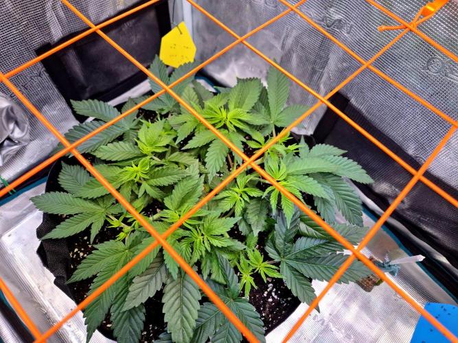 F026 - The Tropical Ice Cream One (USA). Week 6