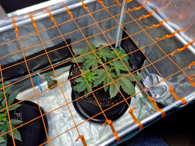 Rainbow Hitter. Week 6