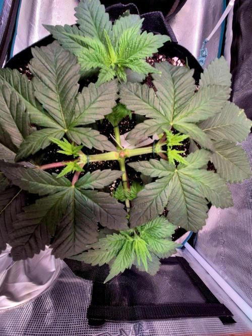 Rainbow Hitter. Week 6