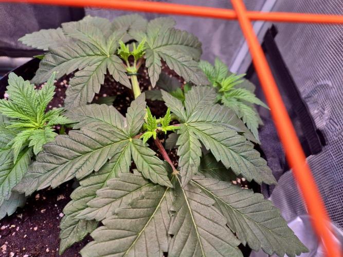 Rainbow Hitter. Week 6