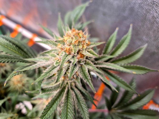 Orange bud main lining. Week 17