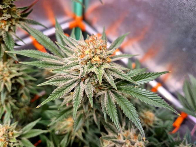 Orange bud main lining. Week 17