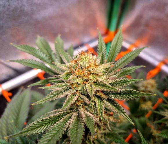 Orange bud main lining. Week 17