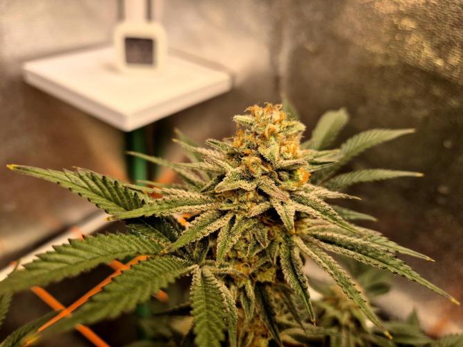 Orange bud main lining. Week 17