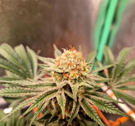 Orange bud main lining. Week 17